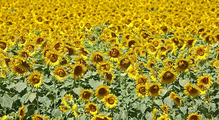 Maison de vacances en Provence