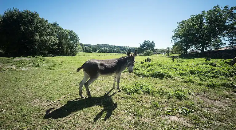 Ferielejlighed i Esley