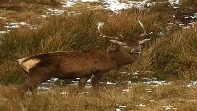 Sommerhus i Strathan