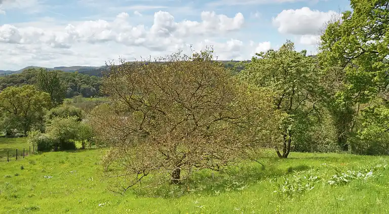 Sommerhus i Rhandirmwyn
