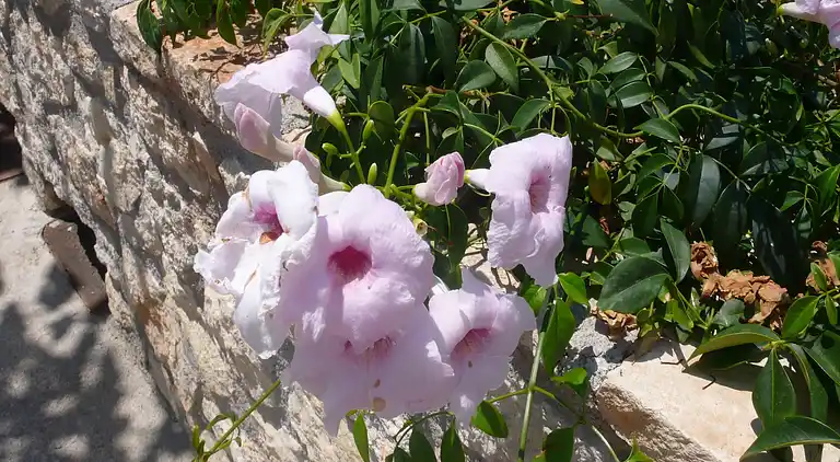 Villa in Τοπική Κοινότητα Μέσης