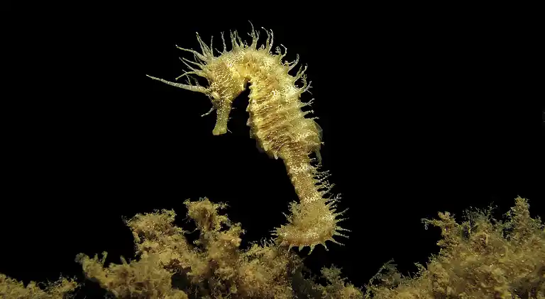 Ferielejlighed i Dubrovnik