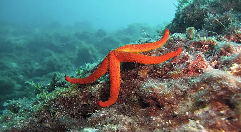 Ferielejlighed i Dubrovnik