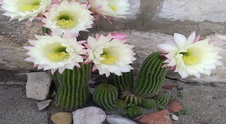 Leilighet i Dubrovnik