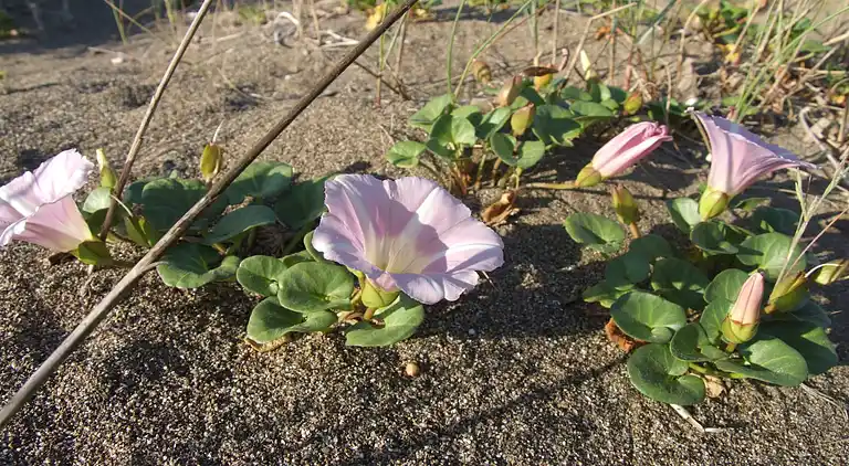 Apartment in Donoratico