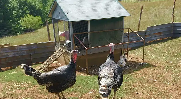 Farm house in Pupaggi