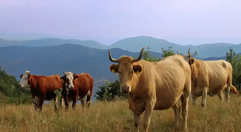 Holiday home in Corvara