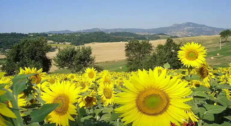 Farm house in Proceno