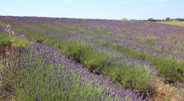 Gårdhus i Montalto di Castro