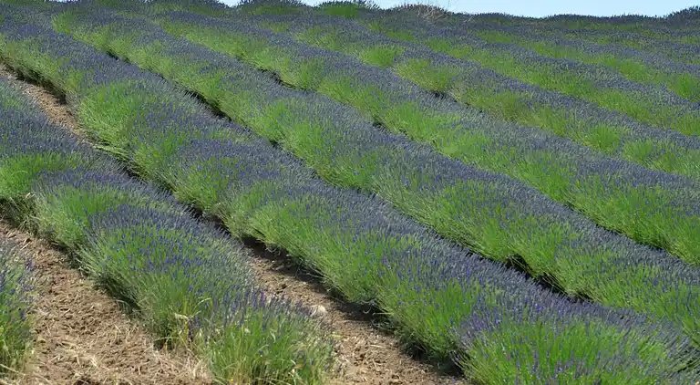Gårdhus i Montalto di Castro