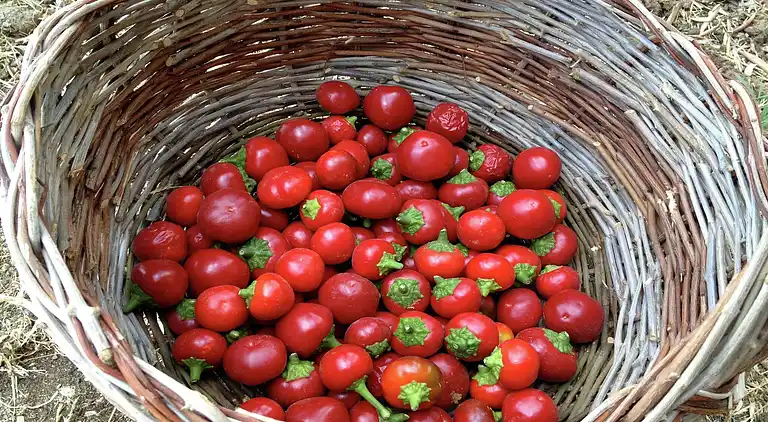 Cottage in Graffignano
