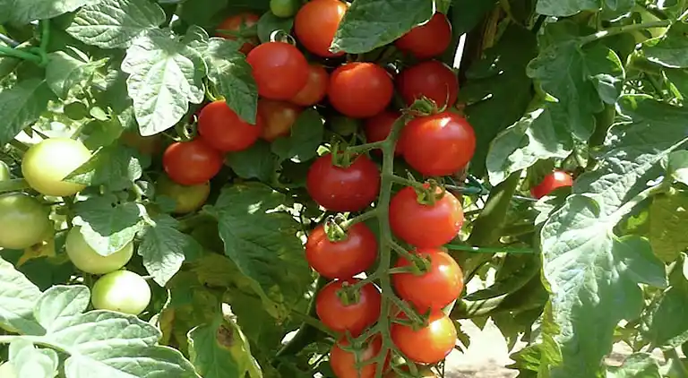 Cottage in Graffignano