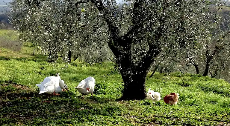 Cottage in Graffignano