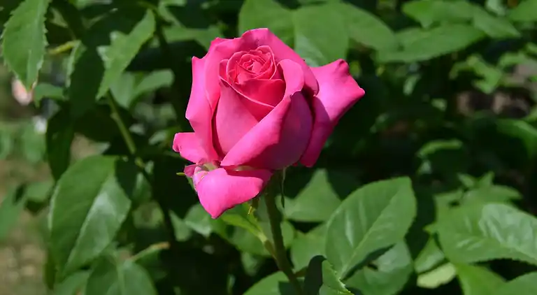 Holiday home in Trevine