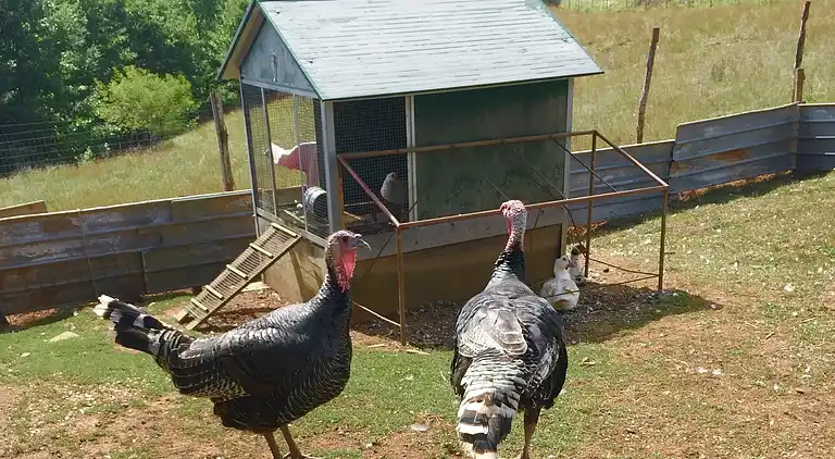 Farm house in Pupaggi