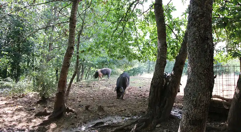 Farm house in Pupaggi