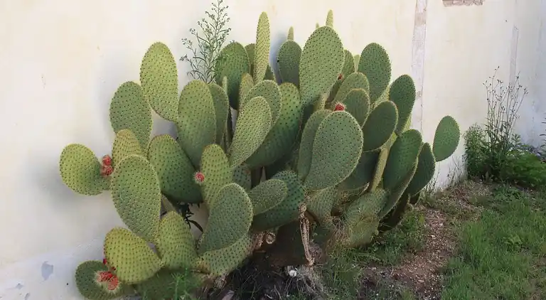 Farm house in Pupaggi