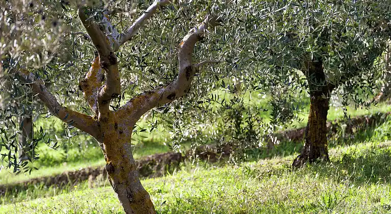 Farm house in Giano dell'Umbria