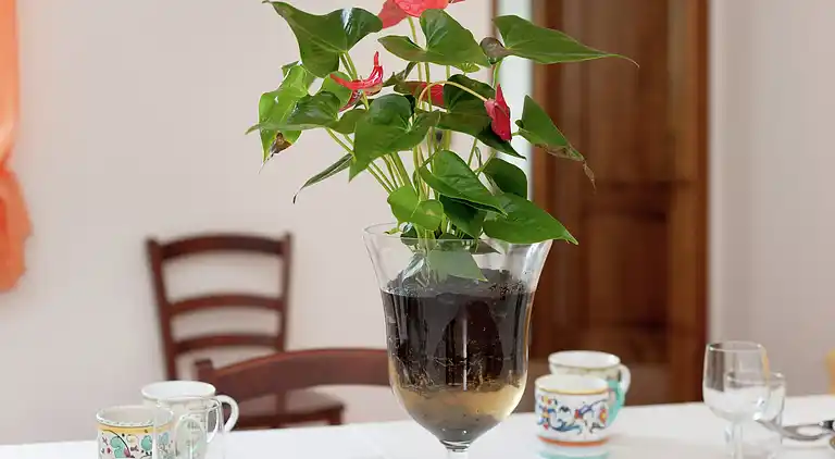 Gårdhus i Passignano sul Trasimeno