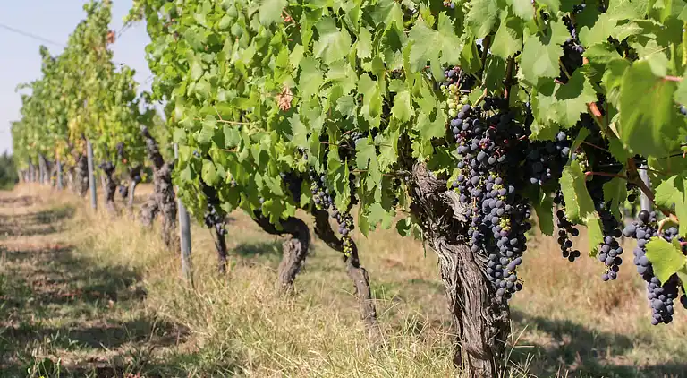 Slott i Tagliolo Monferrato