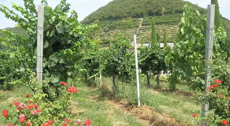 Leilighet i Monticelli Brusati