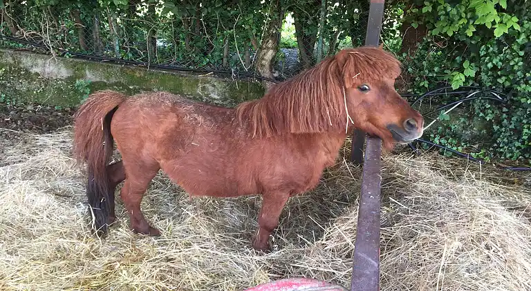 Sommerhus i Villaggio Sanghen