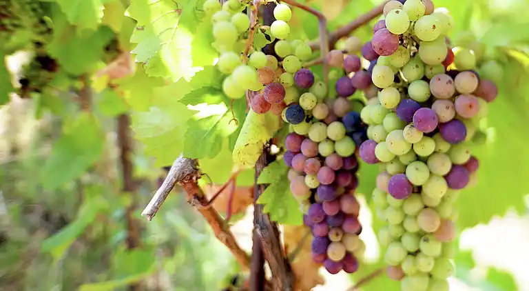 Apartment in Montecalvo Versiggia