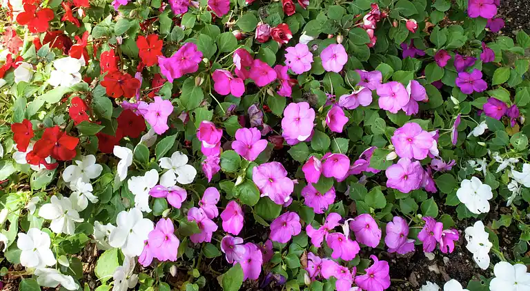 Ferielejlighed i Varesche