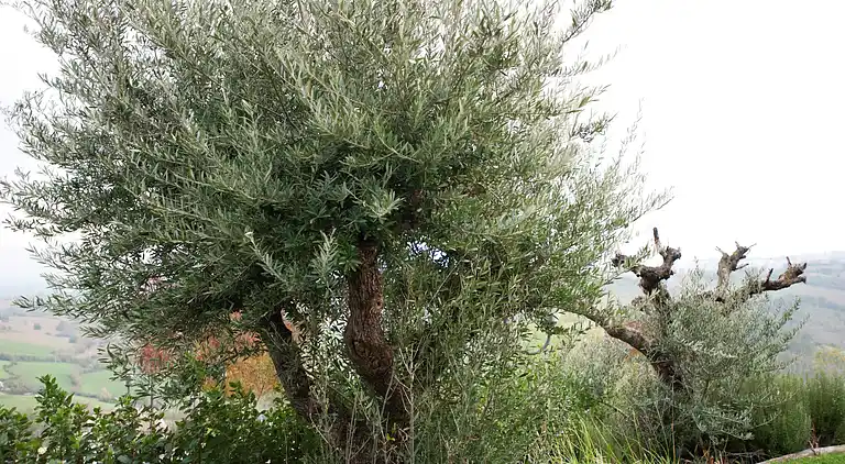 Vakantiehuis in Verucchio