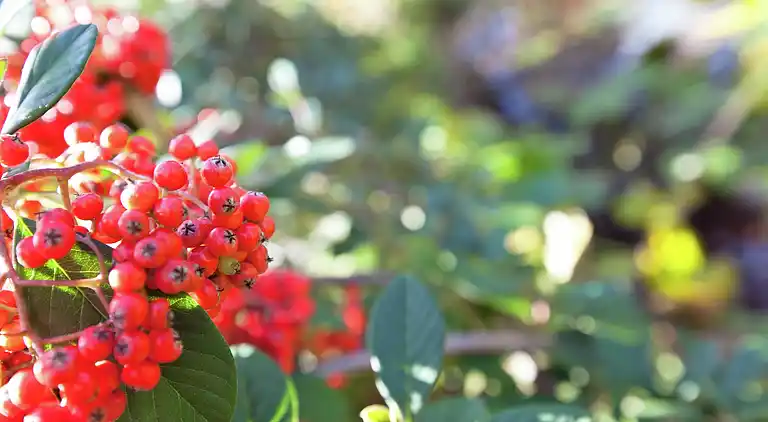 Leilighet i Greve in Chianti