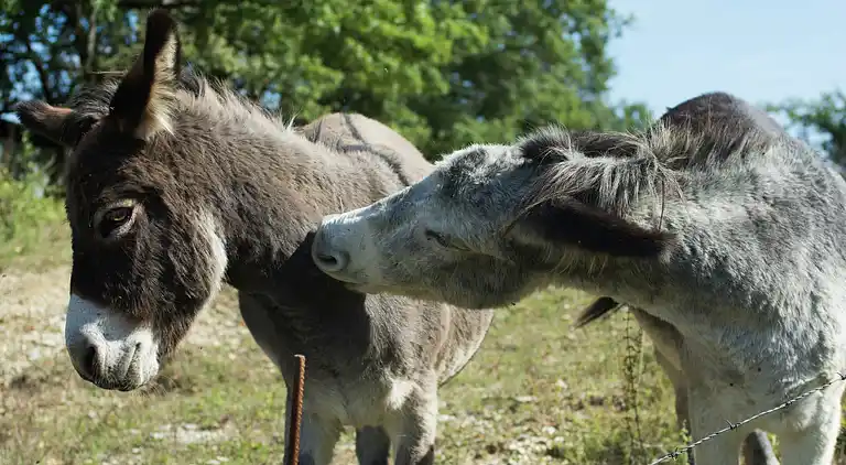 Feriebolig i Vicchio