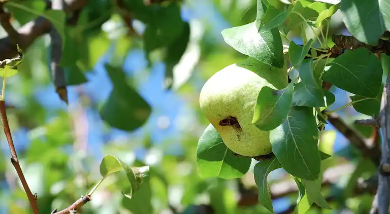 Ferienhaus in Capraia e Limite