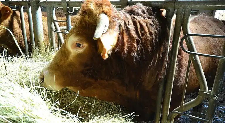 Casa de vacaciones en Dicomano