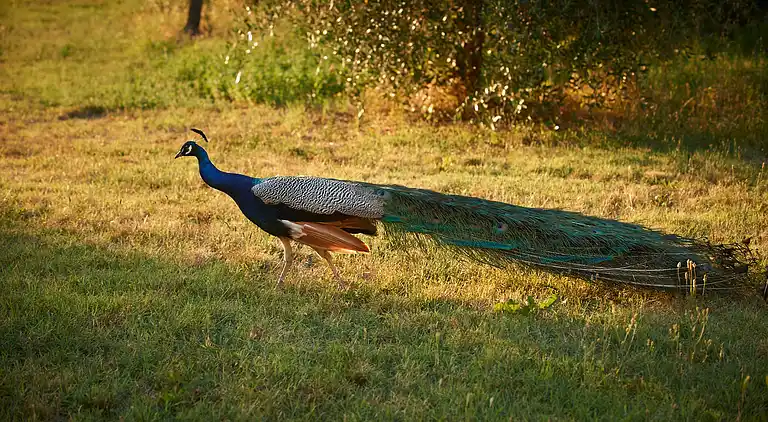 Farm house in Reggello