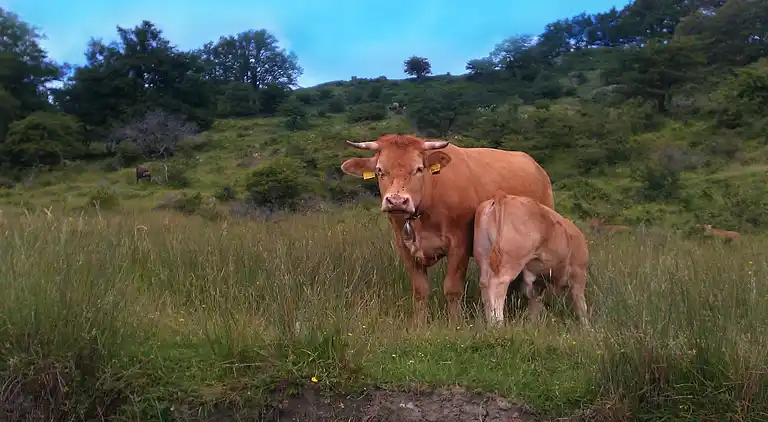 Cortijo en San Quirico