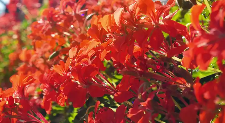 Vakantiehuis in Cutigliano