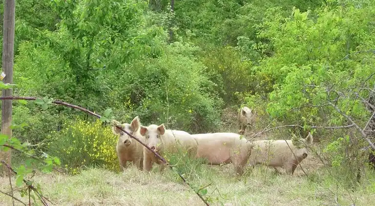 Gårdshus i Casacciola-Belvedere