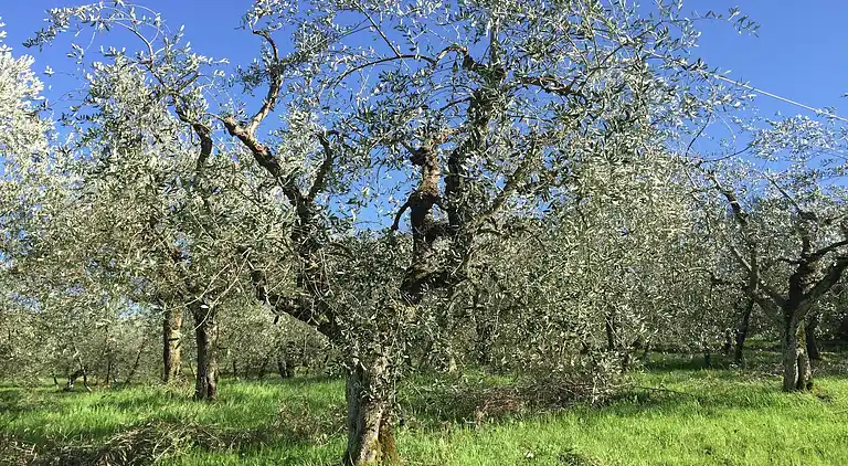 Farm house in Bucine