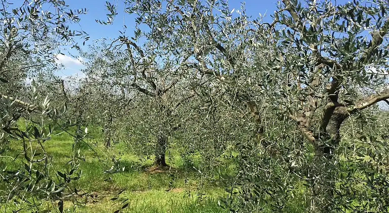 Herregård i Pian di Scò