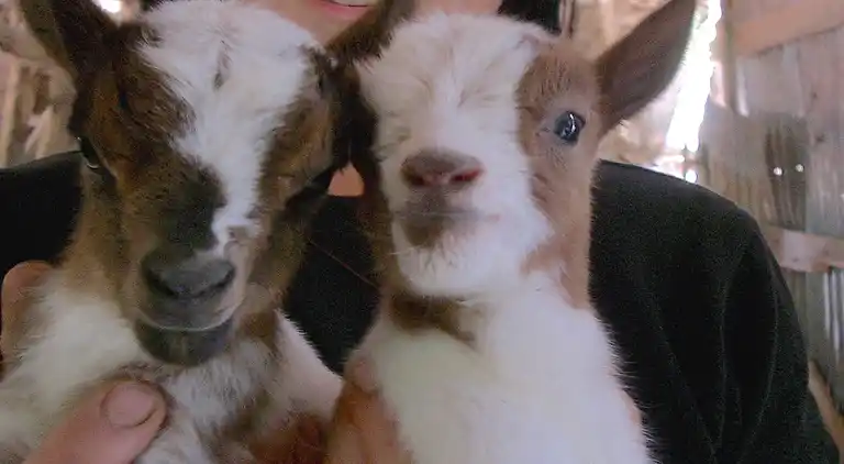 Ferienhaus in Anghiari