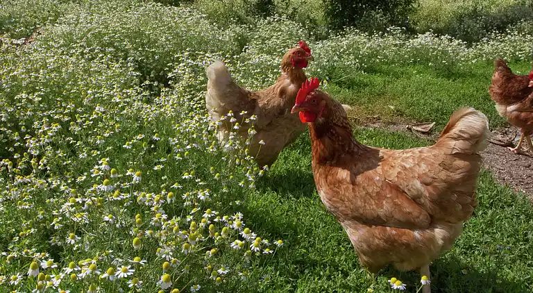 Holiday home in Castiglion Fiorentino