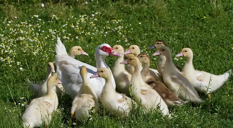 Holiday home in Castiglion Fiorentino