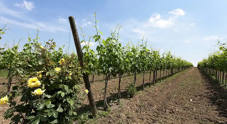 Holiday home in Foiano della Chiana