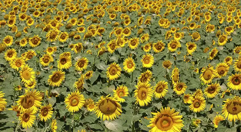 Sommerhus i Foiano della Chiana