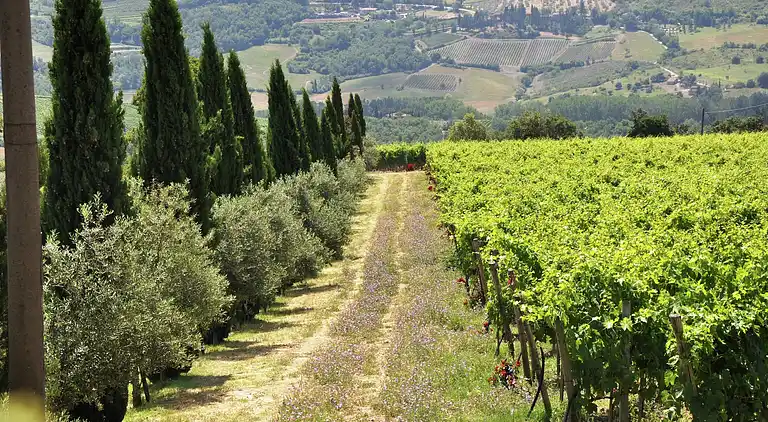 Manor house in Castelvecchi