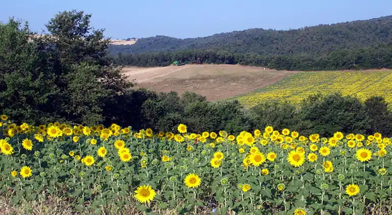 Gårdhus i Pievescola