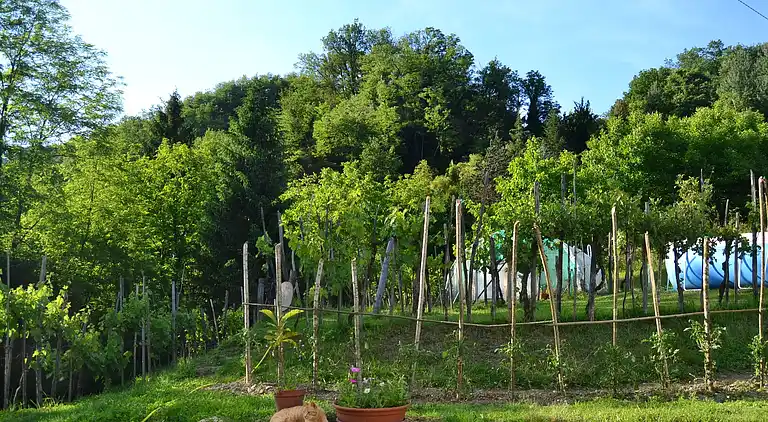 Sommerhus i Molazzana