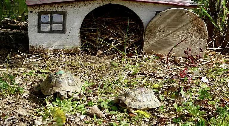 Villa in San Romano in Garfagnana