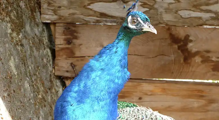 Villa in San Romano in Garfagnana