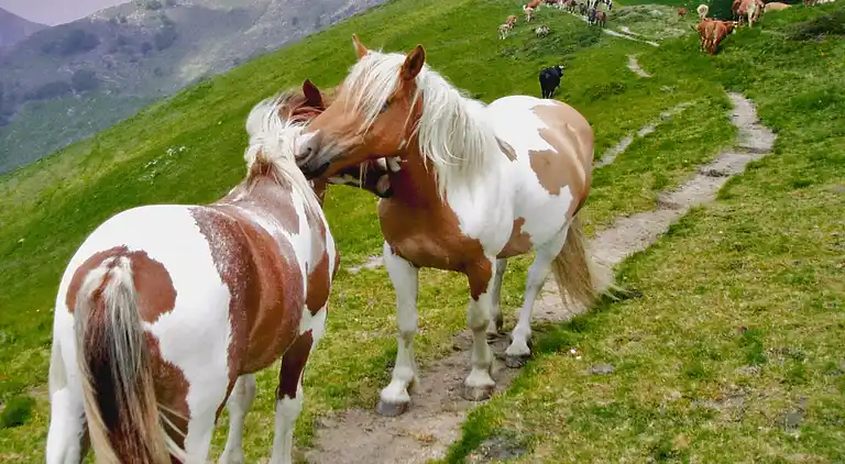 Semesterbostad i Pascoso